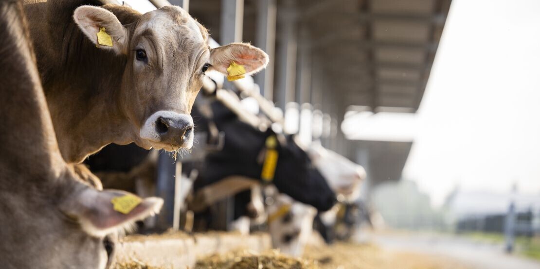 Effectively combating animal diseases – from reaction to prevention
