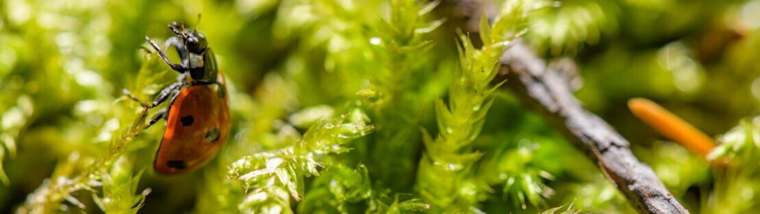 Biodiversität sichern. Innovation stärken.